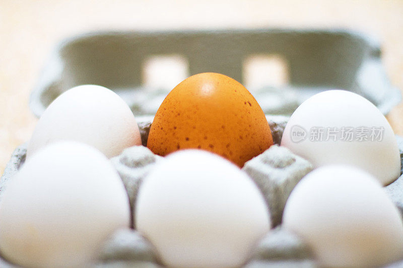 6个灰色的鸡蛋:专注于Lone Brown Egg